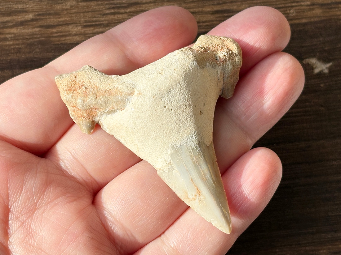 モロッコ産 オトドゥス (サメの歯) 化石 / Otodus Obliquus Fossil