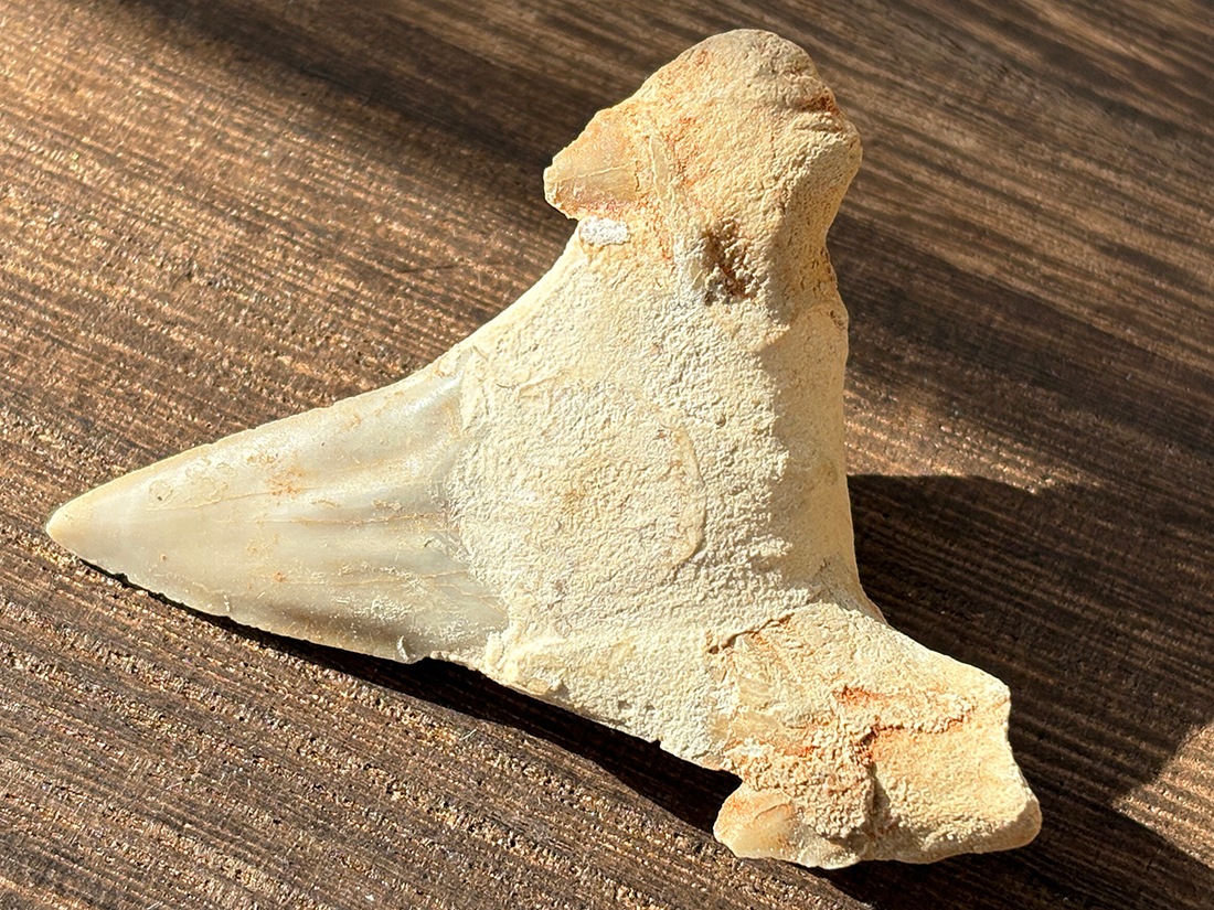 モロッコ産 オトドゥス (サメの歯) 化石 / Otodus Obliquus Fossil