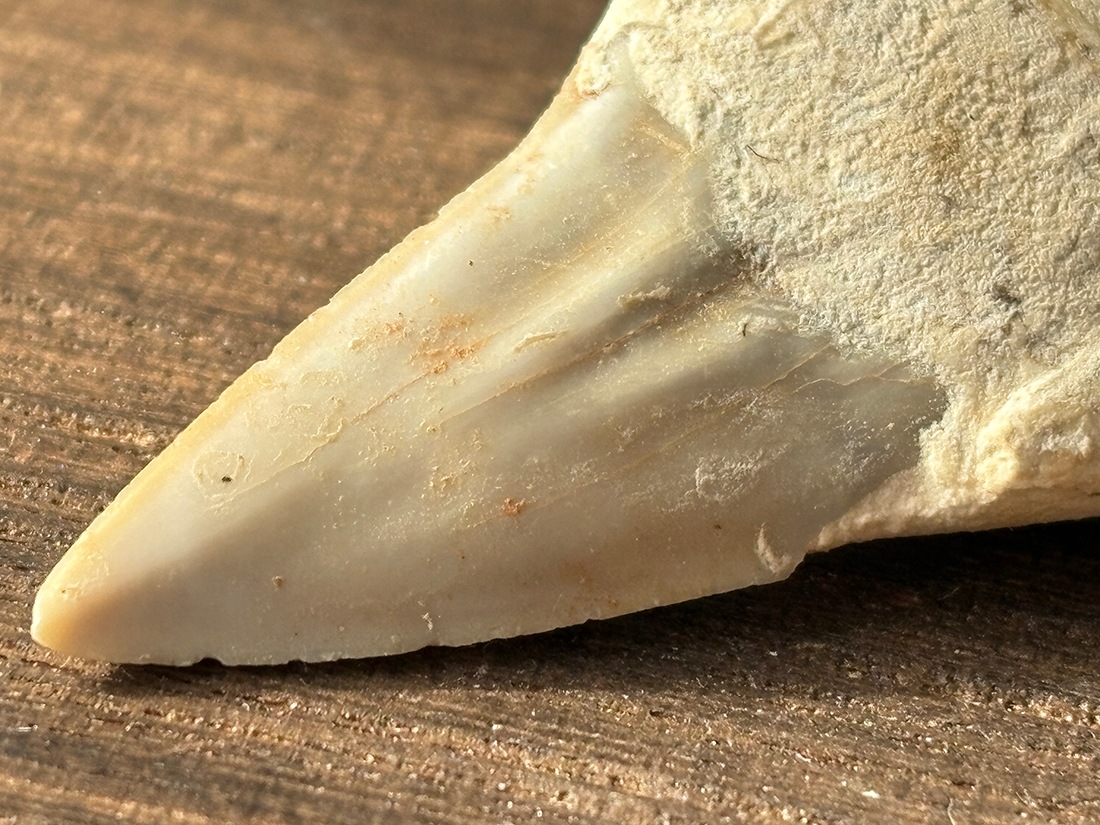 モロッコ産 オトドゥス (サメの歯) 化石 / Otodus Obliquus Fossil