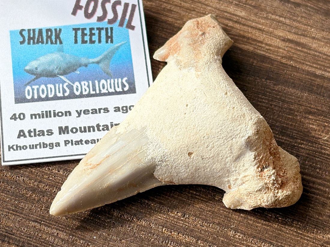 モロッコ産 オトドゥス (サメの歯) 化石 / Otodus Obliquus Fossil