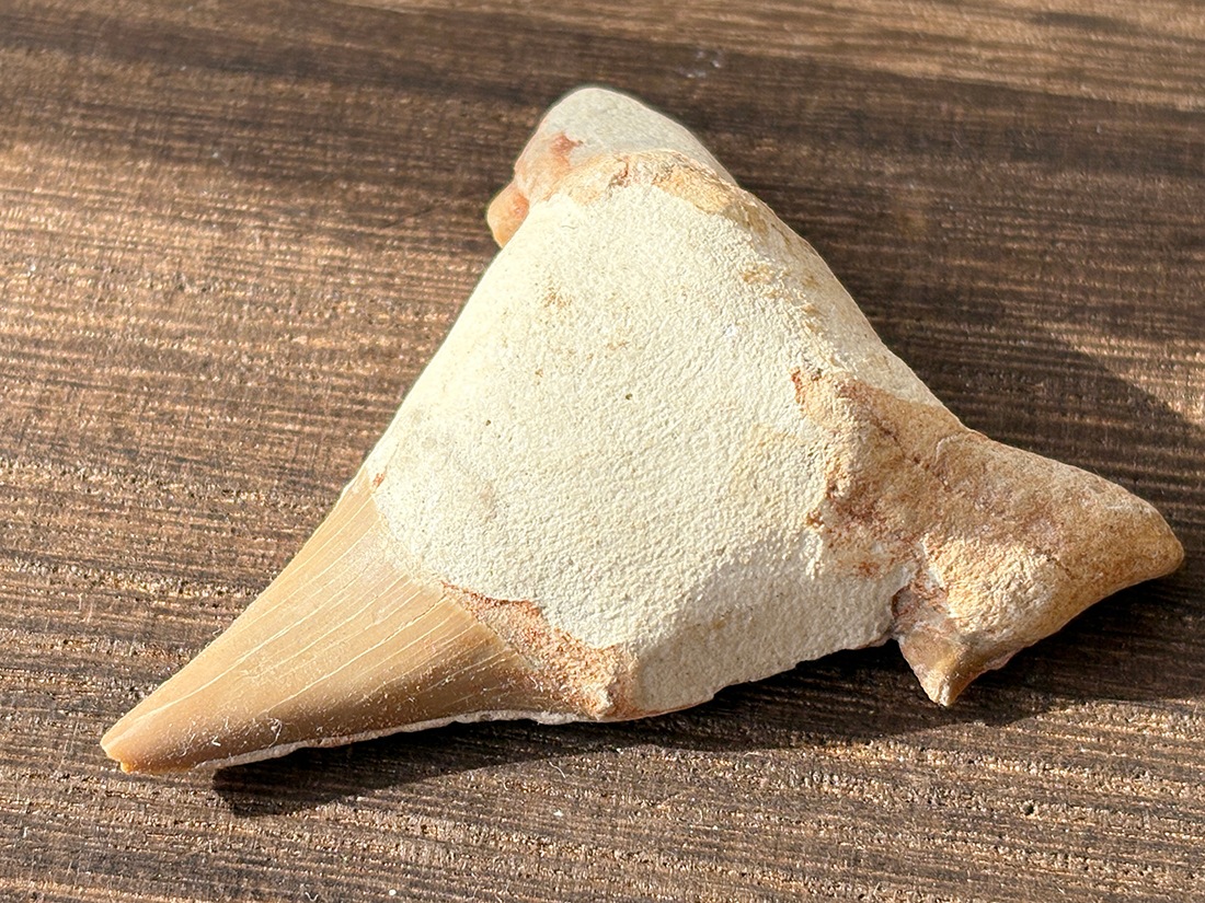 モロッコ産 オトドゥス (サメの歯) 化石 / Otodus Obliquus Fossil