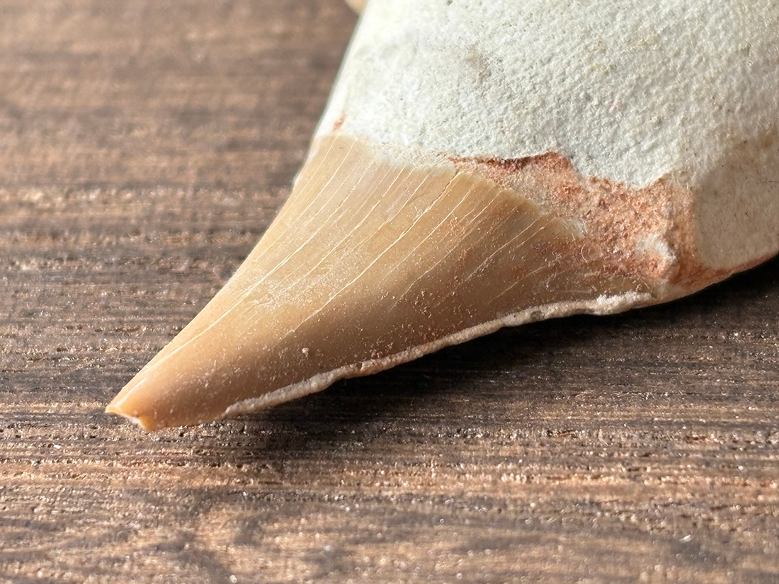 モロッコ産 オトドゥス (サメの歯) 化石 / Otodus Obliquus Fossil