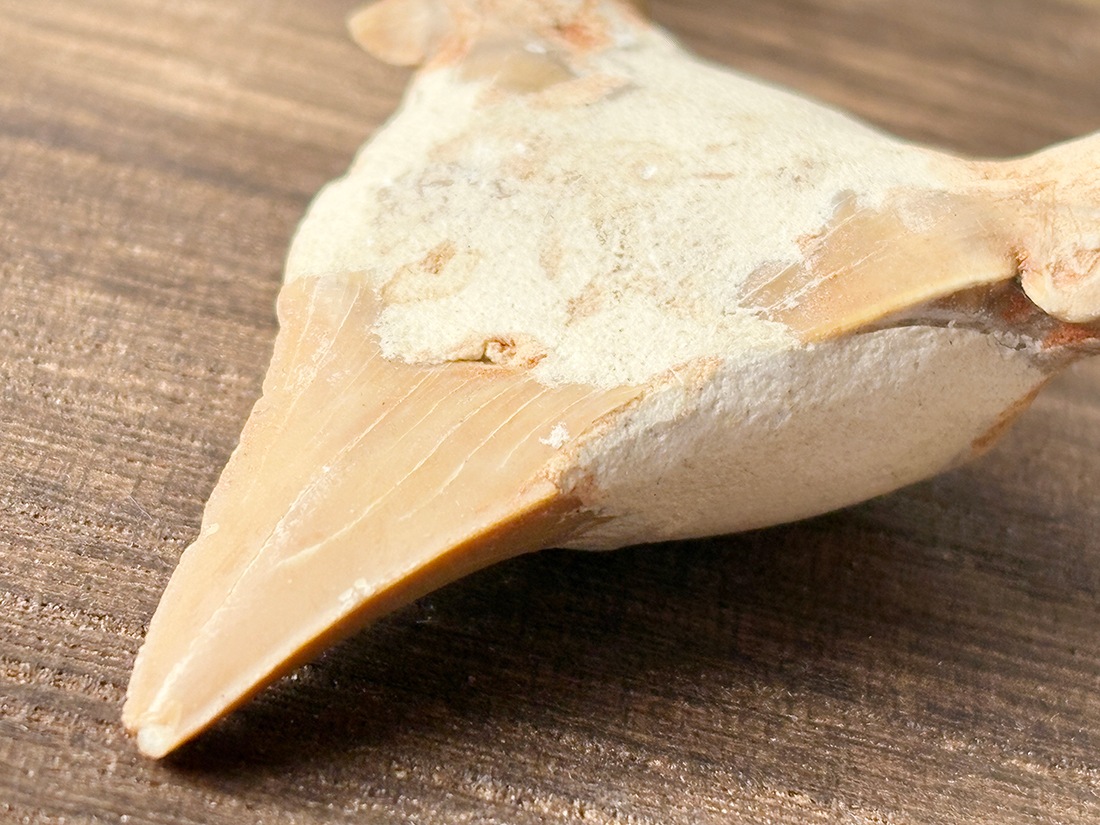 モロッコ産 オトドゥス (サメの歯) 化石 / Otodus Obliquus Fossil