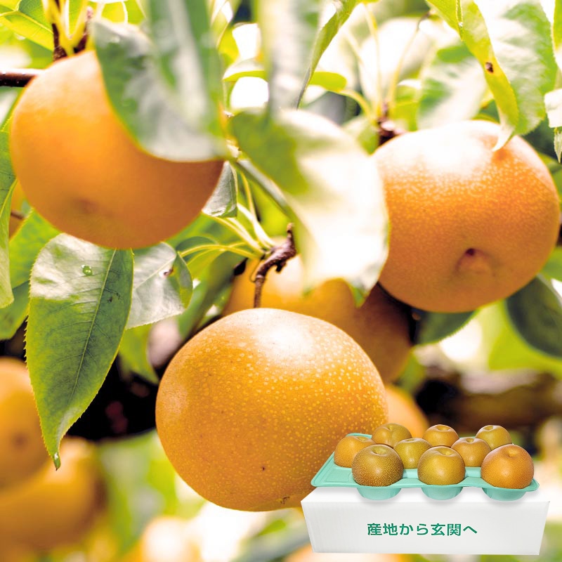 ������ ���塦˭�塦�����Ť������� ��5kg 8��16�� ���ո��� ���� ����濴 £������ ȴ�������٤ȹ⤤�ʼ��Υʥ������եȺ�Ŭ���ϰ�֥��ɤ��û���