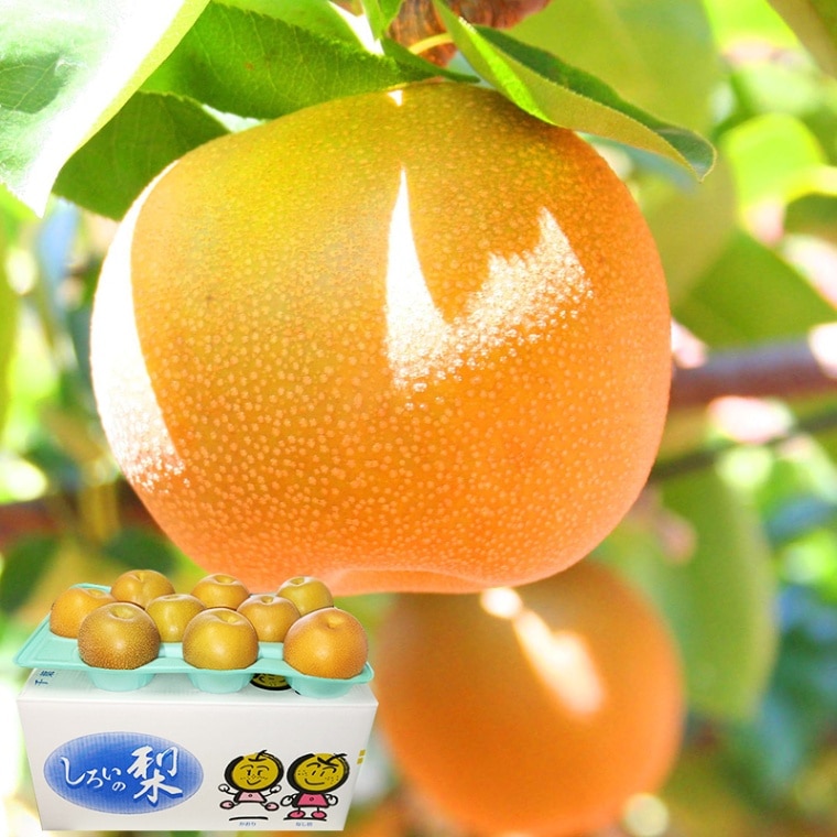 ����� ���� ˭�� ���� ���� 10kg 14��28�� ���ո��� ���� ��̸��� £������ ˭�٤ʲ̽��Ȥߤ��ߤ������Ť������ϤǼ��Ϥ�������ȴ���Υʥ����Ϥ�