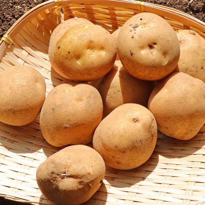 ���㤬���� ���ո����濴 �� �����ò� ��10kg 2S��M������ ������ ����������ܤΥ��㥬������Ϥ��� ���ϸ���