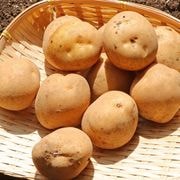 ���㤬���� ���ո����濴 �� �����ò� ��10kg 2S��M������ ������ ����������ܤΥ��㥬������Ϥ��� ���ϸ���