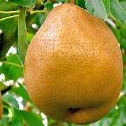 ľ ɥե  2kg 58 ̸   ̣襤忨ȴζϥե󥹡