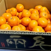 ľ δξߤ 5kg 2SM ɲ £ ̸ JAˤ ѹȢ֥̪⤤ɾ븩ؤΥեȥե롼