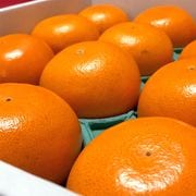 �������Ȥ� ��3kg L��4L������ £������ ���θ��� �ò����� �������Ⱦ���ޤ�JA�����Ԥ��ؤ�ǹ����ι��ե롼�� ���塼������ǻ���ʴŤ��Τߤ���