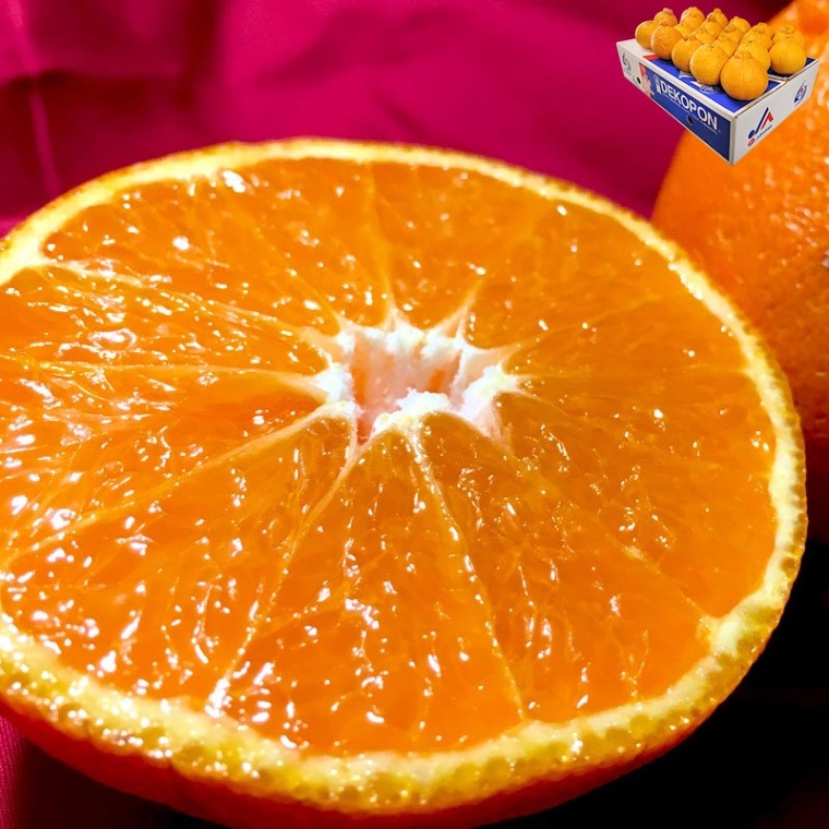 ǥݥ ̤ 5kg 1524 ܸ £ 󥵡̡13ٰʾ ܾβФݾڤǸꤷȴ̣