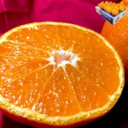 ǥݥ ̤ 5kg 1524 ܸ £ 󥵡̡13ٰʾ ܾβФݾڤǸꤷȴ̣