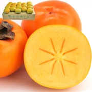  ̵ 3.75kg 㸩 £ ʸ ǻʴŤΤͤʤ̤ʼû