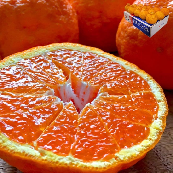 ����ǥ��ݥ� ���ܸ��� ��5kg 10��15�� ��̸��� £������ JA���ޤ�� �����󥵡����̡�����13�ٰʾ���� ��̤β̼¤������ݾڤ�ȴ������̣������