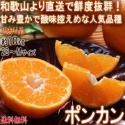 ����ľ�� �ݥ󥫥� ��10kg 2S��M������ �²λ����� �������� ����ͭ���Τߤ����Ϥ���ľ����ȴ�������٤�˭���ʹ���ǻ���ʴŤ�