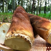 ����ľ�� �ҽ�� �⤦�������� � �������Τ� ���祵������ ��8��10kg 3��6�� ���ո��� ���ݴ��������Ի��ѤΥ����Υ��� ī���֤Ǽ��Ϥ����������ݤλҤ�ľ����