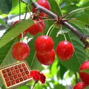 2026 ��������ե� ����ľ�� �������� ��ƣ�� L������ 24γ���� �������� £������ �������� ����Ȣ���� �����͡�����󡦥�å�����������Ʊ��