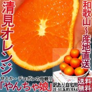 ����ľ�� ������̼ ��������� ��10kg 38~60�� �²λ����� �������� �����ѤΤ����ʥ��󥴡��롪�ߤ�������ϡ��²λ����ľ��