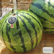 ��ͤ��������� ���������� ��3��4kg 2��5�� ���ϸ��� £������ JA���Ļ� �����ǰ�Ƥ��Ť���Ω�ĥ֥��ɤ������� �����Ϥ����������ʸ��б�ͭ��