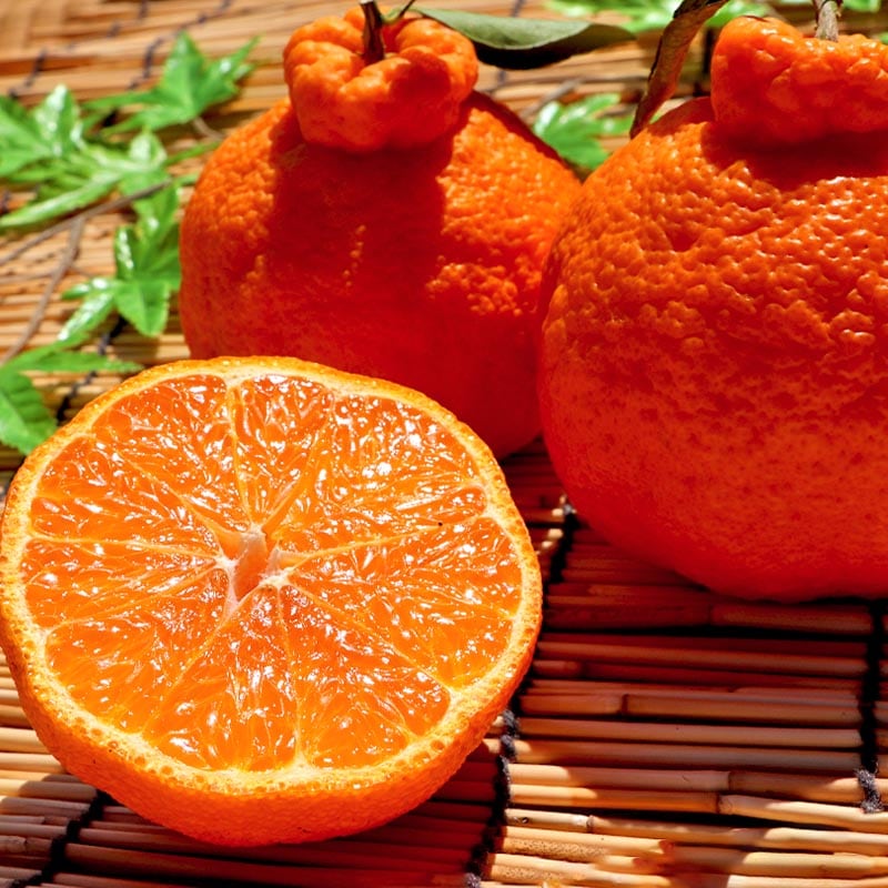 ���崰�� �����ǥ��ݥ� ��3kg 8��15�� ���θ��� £���� JA������ ����13���ݾڡ�����������ǹ�����̣�������ե롼��