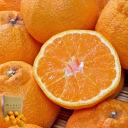 ���βФߤ��� ����̤� ��9��10kg M��2S������ ���ܸ����Ŀ����Ȼ� �������� ��¬����14�٤�ǻ���ʴŤ����ǥ��ݥ��Ʊ���ʼ�β����ѥե롼��