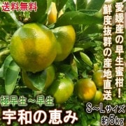 �������������ò��� ����ľ�� ���¤ηä� ����̪�� ��5kg S��L������ ��ɲ���� �������������� �Τ줿�Ƥߤ����ɲ�����फ��ľ���Ǥ��Ϥ���