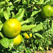 ����ľ�� ���꡼��̪�� ��10kg 3S��S������ �²λ����� ���̸��� �֤䤫�ʴŻ��äѤ��Ȱ���̽��������ʽܤζ������ߤ���