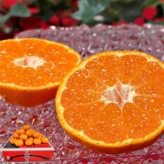 ������ �ߤ��󤪤� �����٥ߥ��� ��5kg S��L������ £������ ������֥���ǧ�� ����12.5���ݾڤι��ե롼�ġ�������䥮�եȺ�Ŭ��ȴ����̣�ȴŤ�