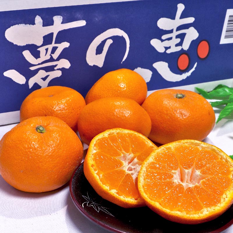 ̴�η� ��̸��� �����ߤ��� ��4kg S��L������ ���ܸ��� £������ JA���ޤ�� �����󥵡����̥ߥ�������12���ݾ�