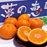 ̴η ̸ ߤ 4kg SL ܸ £ JAޤ 󥵡̥ߥ12ݾ