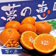 ̴�η� �����ߤ��� 3.5kg��4kg S��2L������ ���ܸ��� £������ JA���ޤ�� �����󥵡����̥ߥ�������12���ݾ�