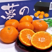 ̴η ߤ 2kg S2L ܸ £ 󥵡̥ߥ12ݾ