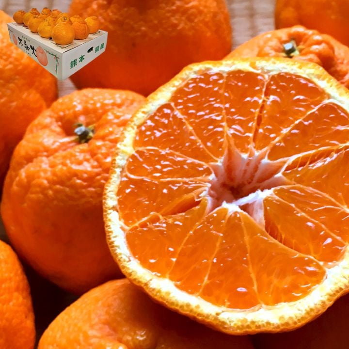 ���β� ����̤� ��5kg M��2L�������濴 ���ܸ��� �Ŀ����Ȼ� ���ܸ��ǰ�Ƥ��ܾ��̣�襤���ǥ��ݥ��Ʊ�ʼ�Υ��󥴡���