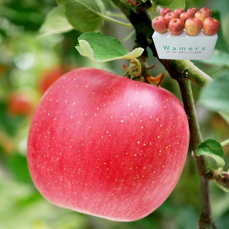 ���ۤդ���� �֤�� ��5kg 12��20�� �Ŀ����� �ߤ��ߤ��������㥭�äȤ����������Ŀ���� ����ե� ��� �Ӹ顡