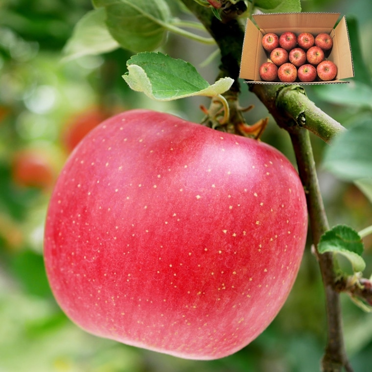 ���ۤդ���� ������ ��5kg 12��22�� �Ŀ����� �ߤ��ߤ��������㥭�äȤ����������Ŀ���� ����ե� ��� �Ӹ� ������