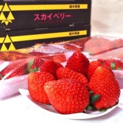 �������٥꡼ ��γ������ ��600g��2Ȣ ��1.2kg ���ڸ��� £���� JA�Ȥ��� ���塼�����ʲ�����ǻ����̣����������Ԥο��ʼ�