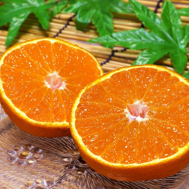 ���β� ����̤� ��2.5kg 6��12������ ���ܸ��� �Ŀ����Ȼ� �ܾ�ǰ�Ƥ�ȴ���δŻ��äѤ����ǥ��ݥ��Ʊ��ο͵��ʼ�