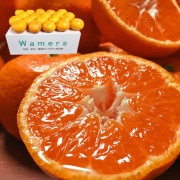  ̣ޤ̪ 2.5kg M2L Ĺ긩 £ JAʤ ݾڤǰꤷŤ֤䤫̣֥ɤߤ