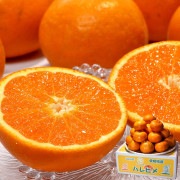 �Ϥ�Ҥ� ��5kg M��2L������ ��ɲ���� �������� �Ŀ����Ȼ� ����󥸤ι���̪����̣�襤�����٤䤹���ܤΤ��Ҥ�ե롼��