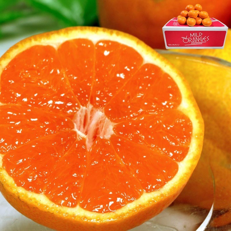 ����̸���ۼ���ͭ�Ĥߤ��� ��5kg 2L��3L������ �²λ����� ����������� ���ʼ�ι����Ϥߤ������ȴ��̪���绺�ϡ�ͭ�Ĥ�̣���Ϥ�