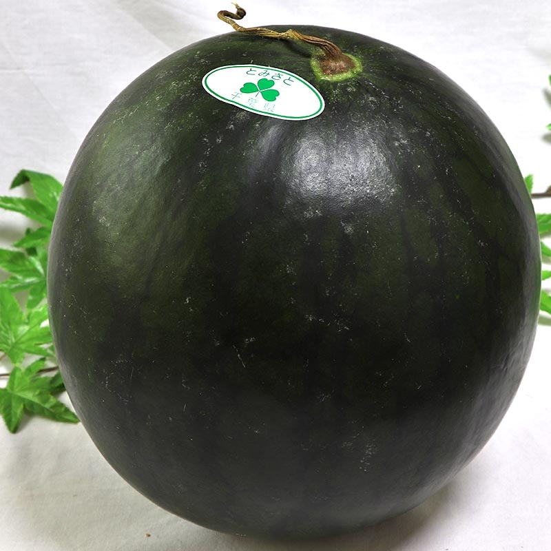 ���饯�꡼�ॹ���� ��9��12kg 1������ £������ ���ո��� 4��6L������ ���渵�˿͵��δ������������������������ܾ�ǰ�Ƥ����ʤʴŤ��ȥ���ꥷ���ο���