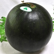 ���饯�꡼�ॹ���� ��9��12kg 1������ £������ ���ո��� 4��6L������ ���渵�˿͵��δ������������������������ܾ�ǰ�Ƥ����ʤʴŤ��ȥ���ꥷ���ο���
