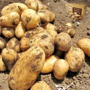 ���㤬���� �˼ߡ��Ȥ����濴 ��10kg M��3L������ ���ա���뻺�濴 ������ �͡��ʤ������˻Ȥ��뤪���ʹ���ڡ��вٻ����ˤ��ܤλ��Ϥ������Ƥ��Ϥ�