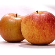 ������ ��� ��� ��5kg 9��14�� �Ŀ����� £������ ���եȤˤ⤪���������̥�󥴡��Х�󥹤��ɤ�̣�ȥ��������ο��� ���Ӹ�