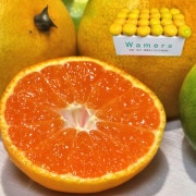 ¤ ߤ ʼ 3kg 2SM ɲ JAҤˤƸҤ᤬ؤܤ̣