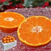 ������ �ߤ��󤪤� �����٥ߥ��� ��2.5kg S��L������ £������ ������֥���ǧ�� ����12.5���ݾڤι��ե롼�ġ�������䥮�եȺ�Ŭ��ȴ����̣�ȴŤ�