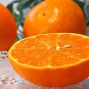 �Ҥ���桼�� ��2.5kg M��2L������ ���츩�� �ˤ��夦�ޤ�ε��ʳ��ʡ��ץ��äȤ���������ǻ����̣�ȴŤ�