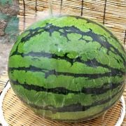��̥��꡼�ॹ���� ��7��9kg 1�� ���ո��� £������  �����ʼ� ���ġ���Τ��Ϥ�Ȥ���ȴ����̣�ȥ���ꥷ��괶�� �����Ϥ����������ʸ��б�ͭ��