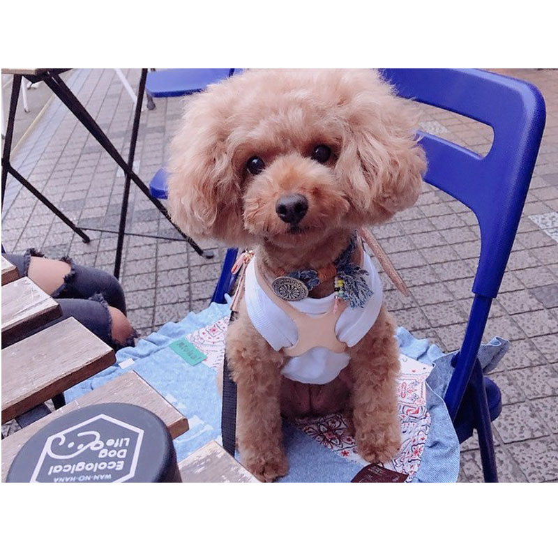 わんのはな おやつカプセルピッコロ ピンク