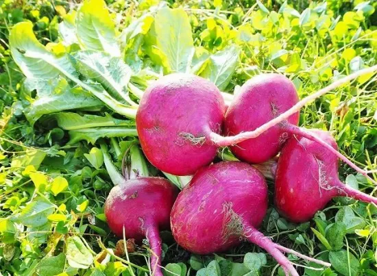 �褷�����ࡡ��������  �֤�����(90g)